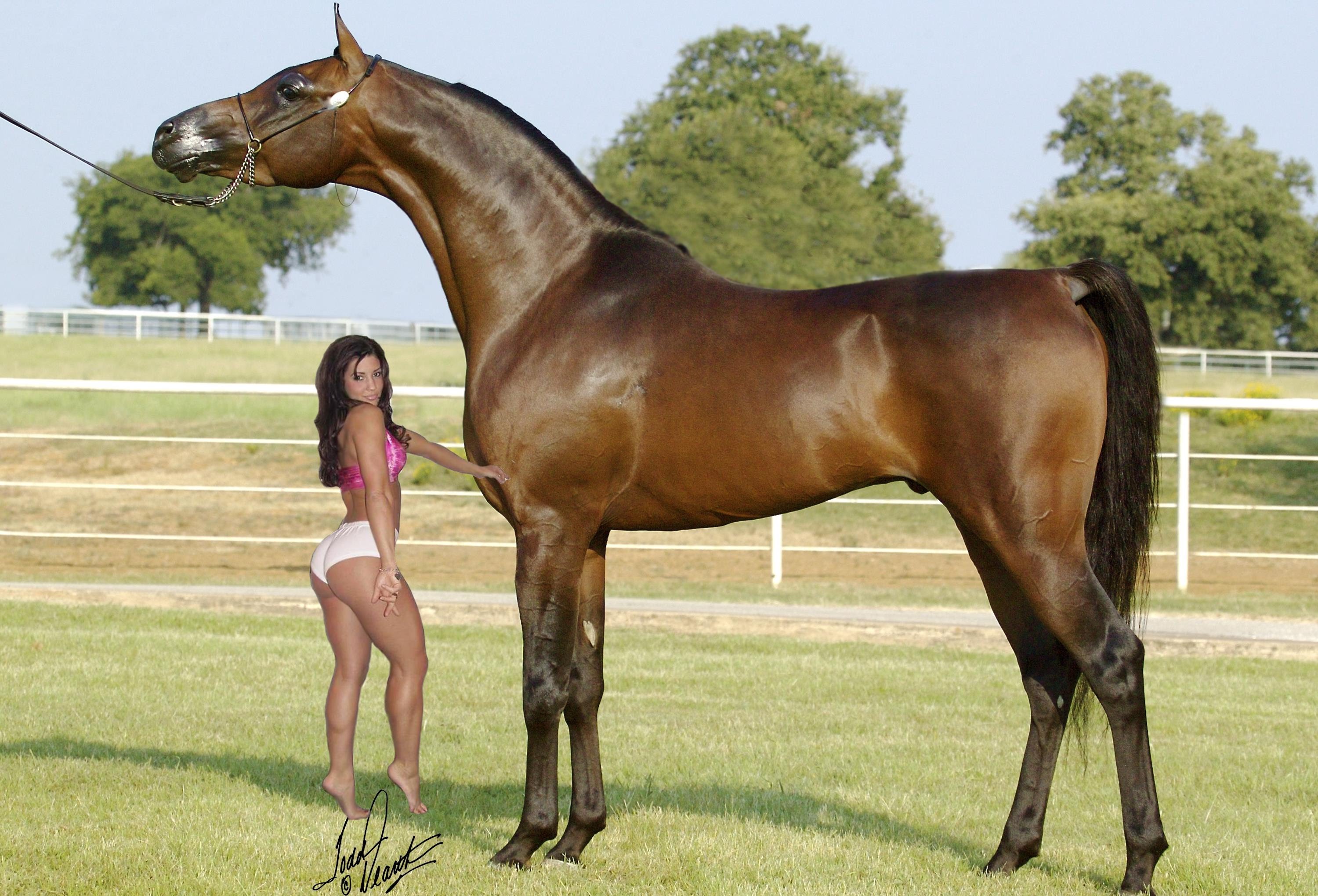 Biggest Horse In The World