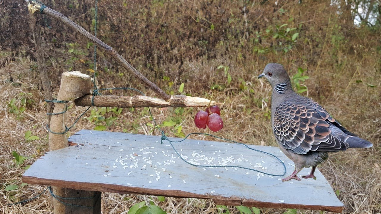 Snare Bird Trap That Works 100 Canvids