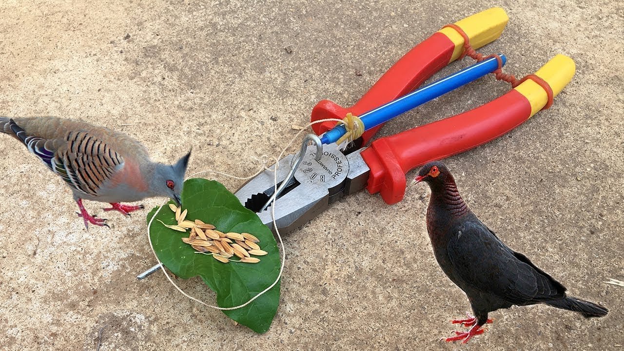 DIY simple bird trap Canvids