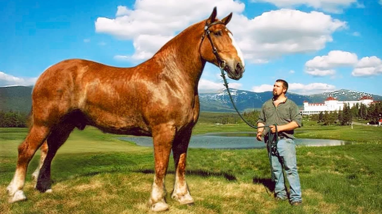 The Biggest Horses In The World Compilation Top 10 Canvids