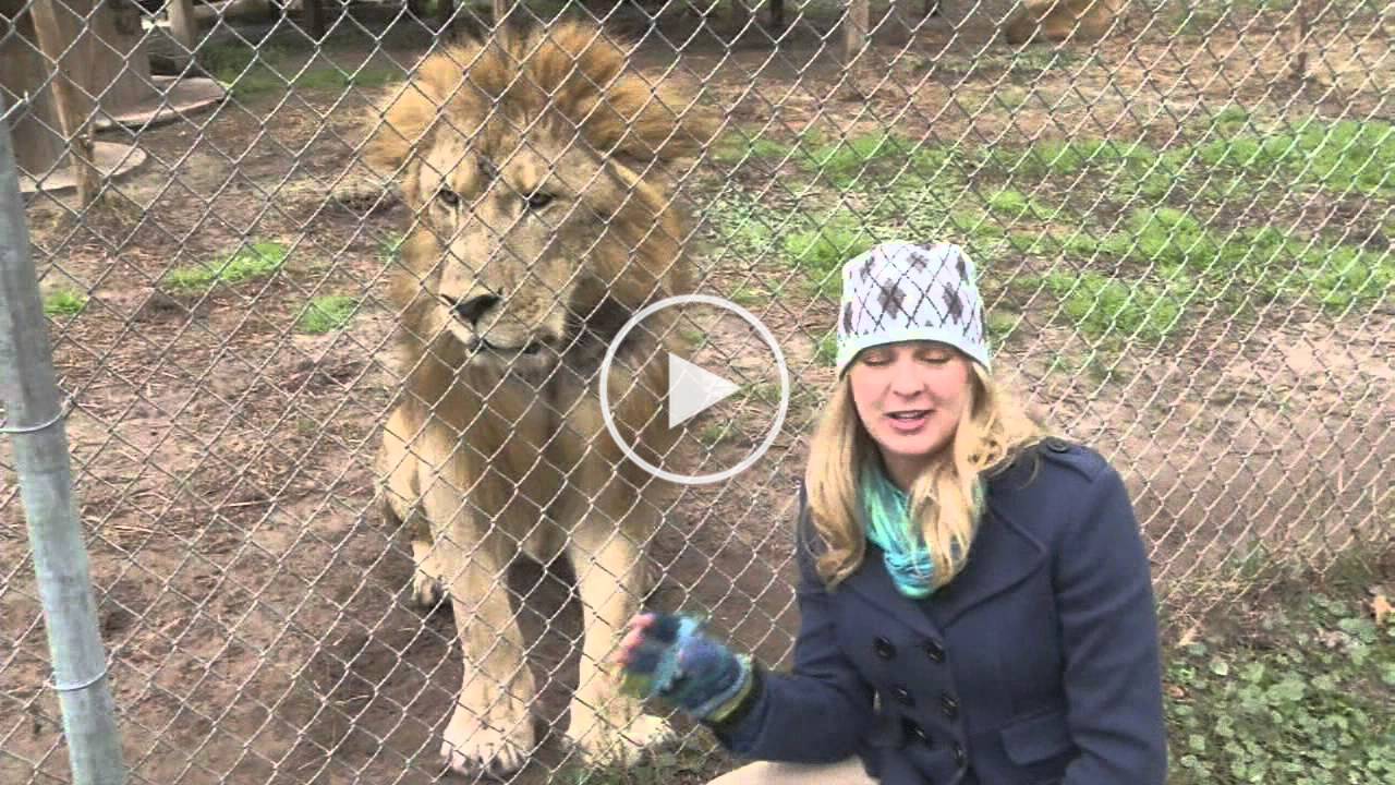 Lion Surprises Tourist And Climbs Into Tourist Safari Vehicle Canvids
