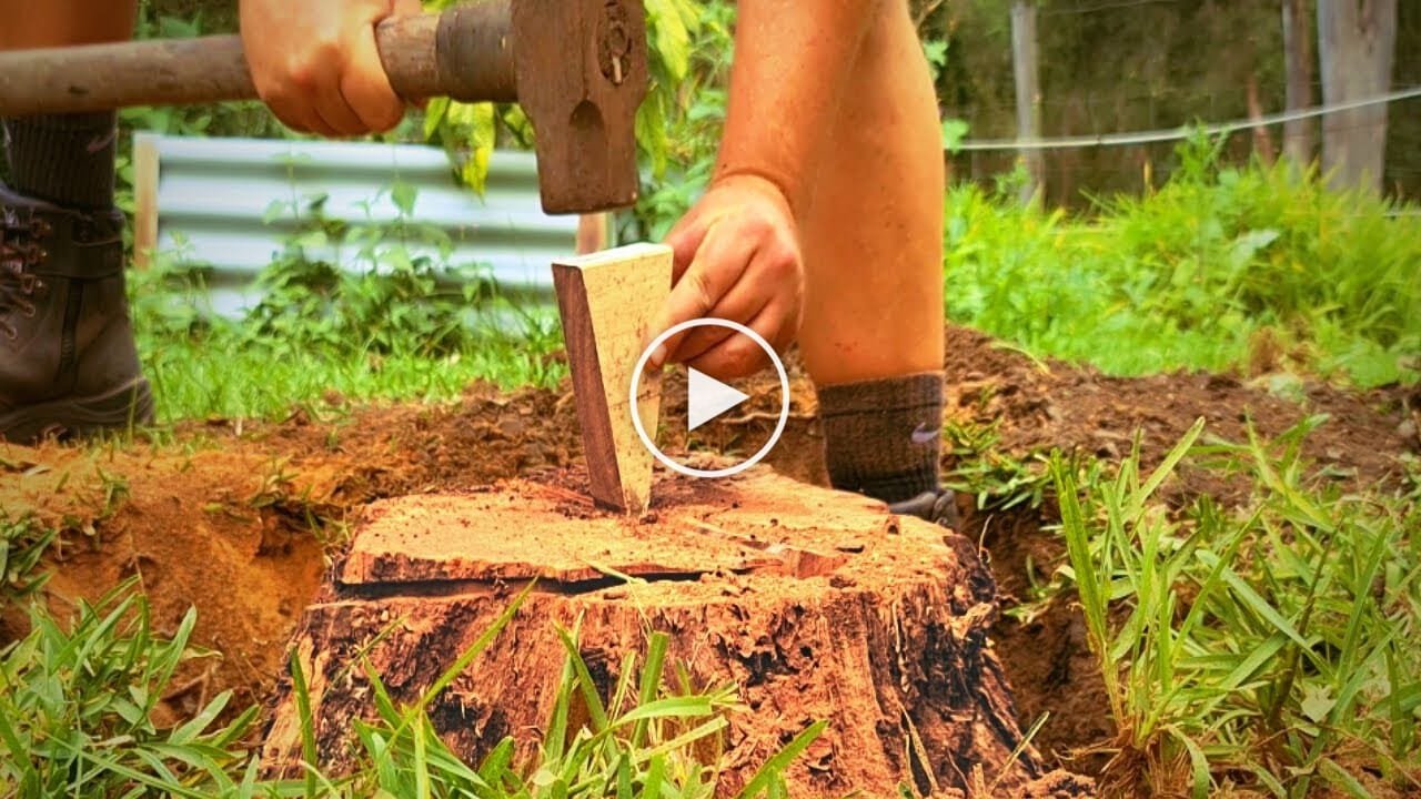 how-to-remove-a-tree-stump-with-a-wedge-canvids