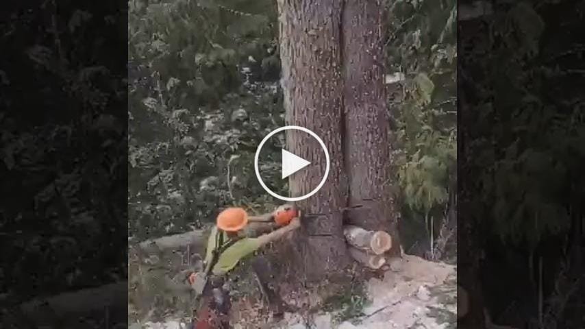 Surprise on the tree trunk – Canvids