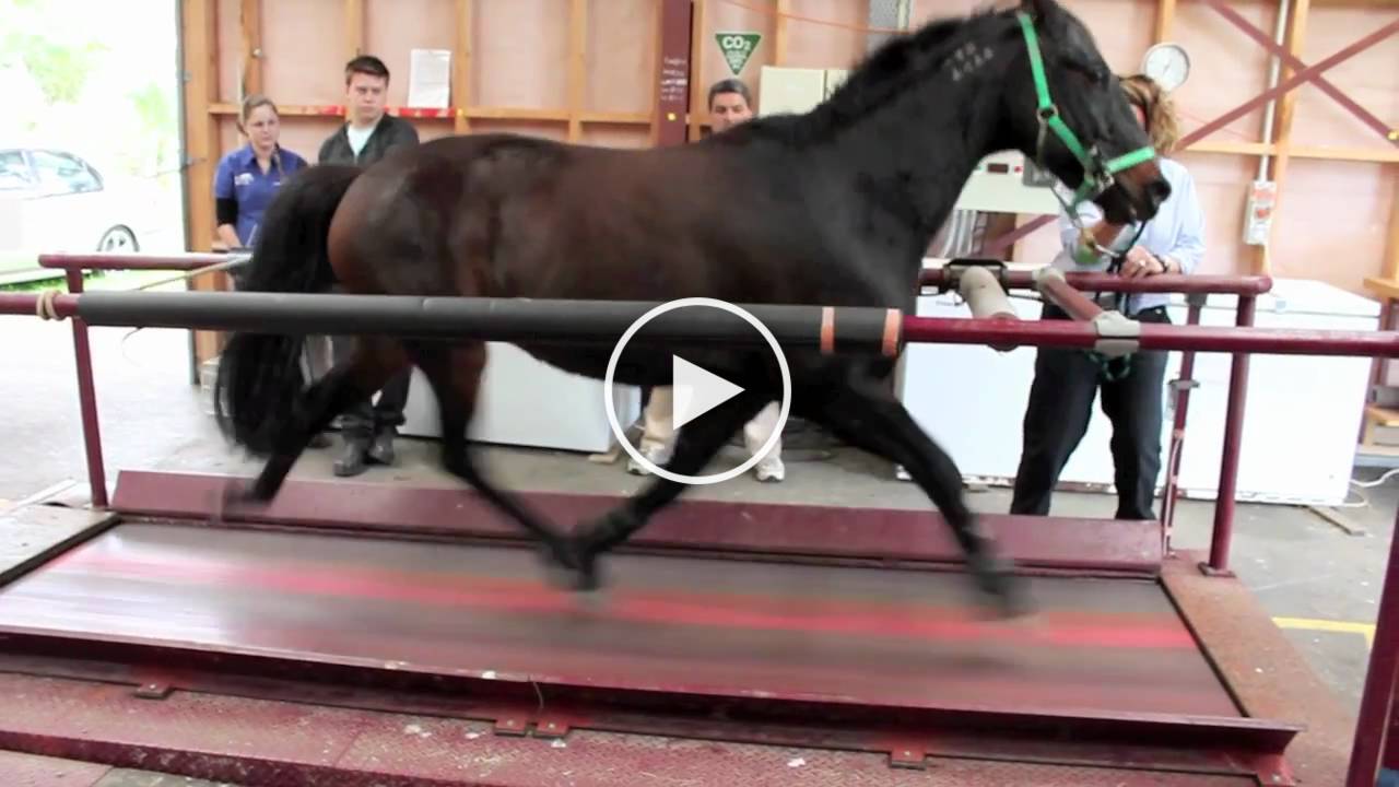 Some Of The Strongest And Biggest Horses In The World Canvids