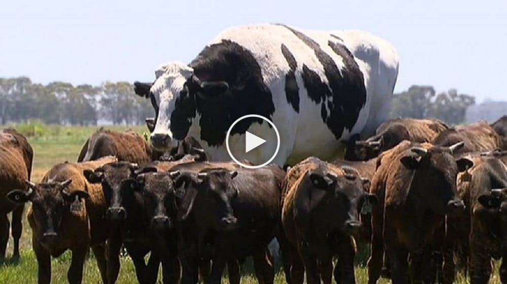 biggest cow in the world